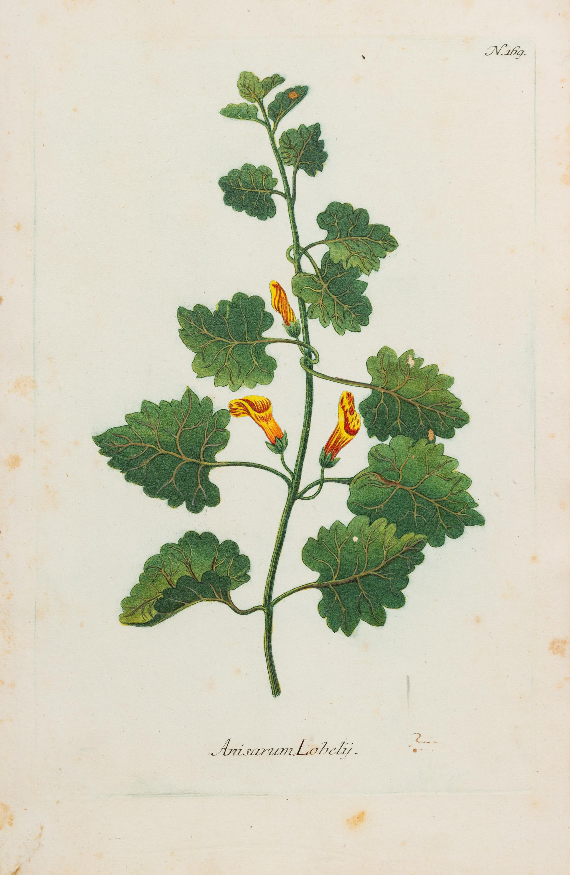 A Group of Six Hand-Colored Botanical Engravings from Johann Weinmann's Phytanthoza Iconographia — CIRCA 1740