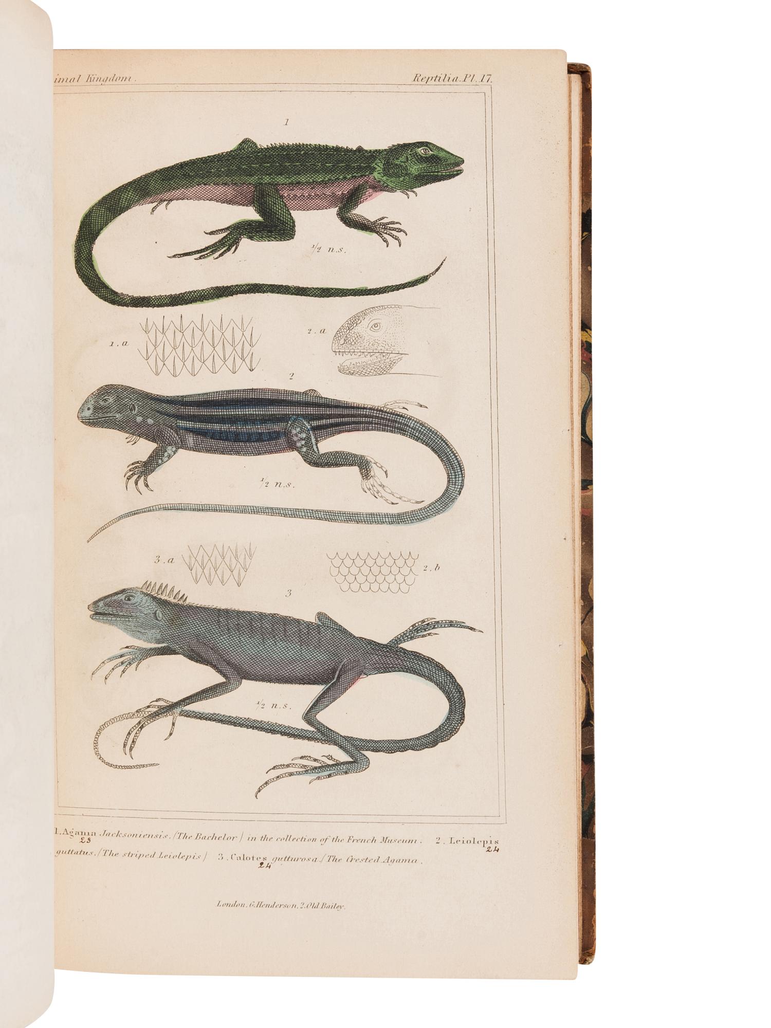 CUVIER, Georges L.C. Baron (1769-1832). The Animal Kingdom. London: G. Henderson, 1834, 1837.