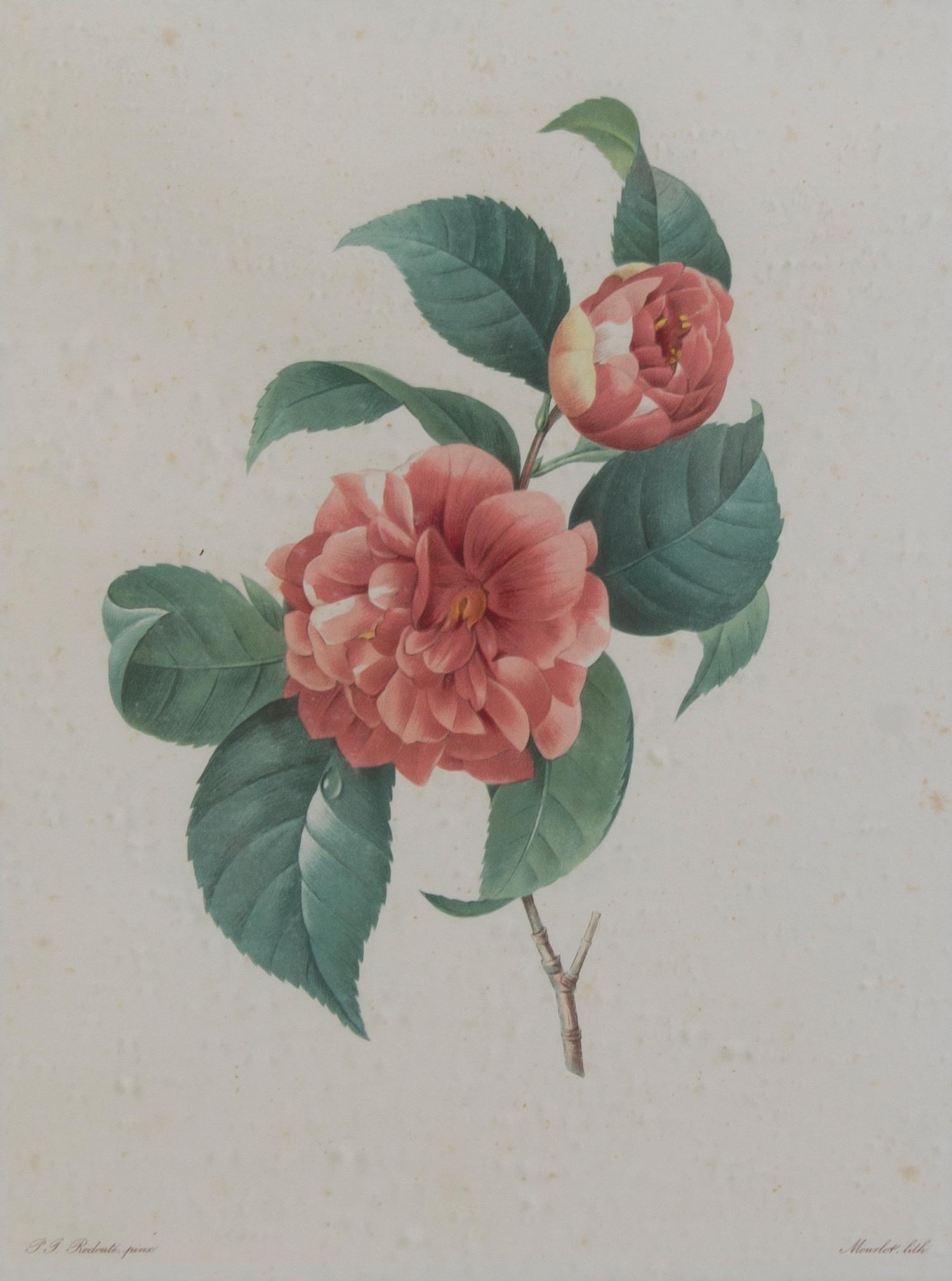 Four French Handcolored Botanical Engravings, Pierre Joseph Redoute (1759-1840), Height of first 13 3/4 x 10 1/4 inches (visible).