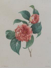 Four French Handcolored Botanical Engravings, Pierre Joseph Redoute (1759-1840), Height of first 13 3/4 x 10 1/4 inches (visible).