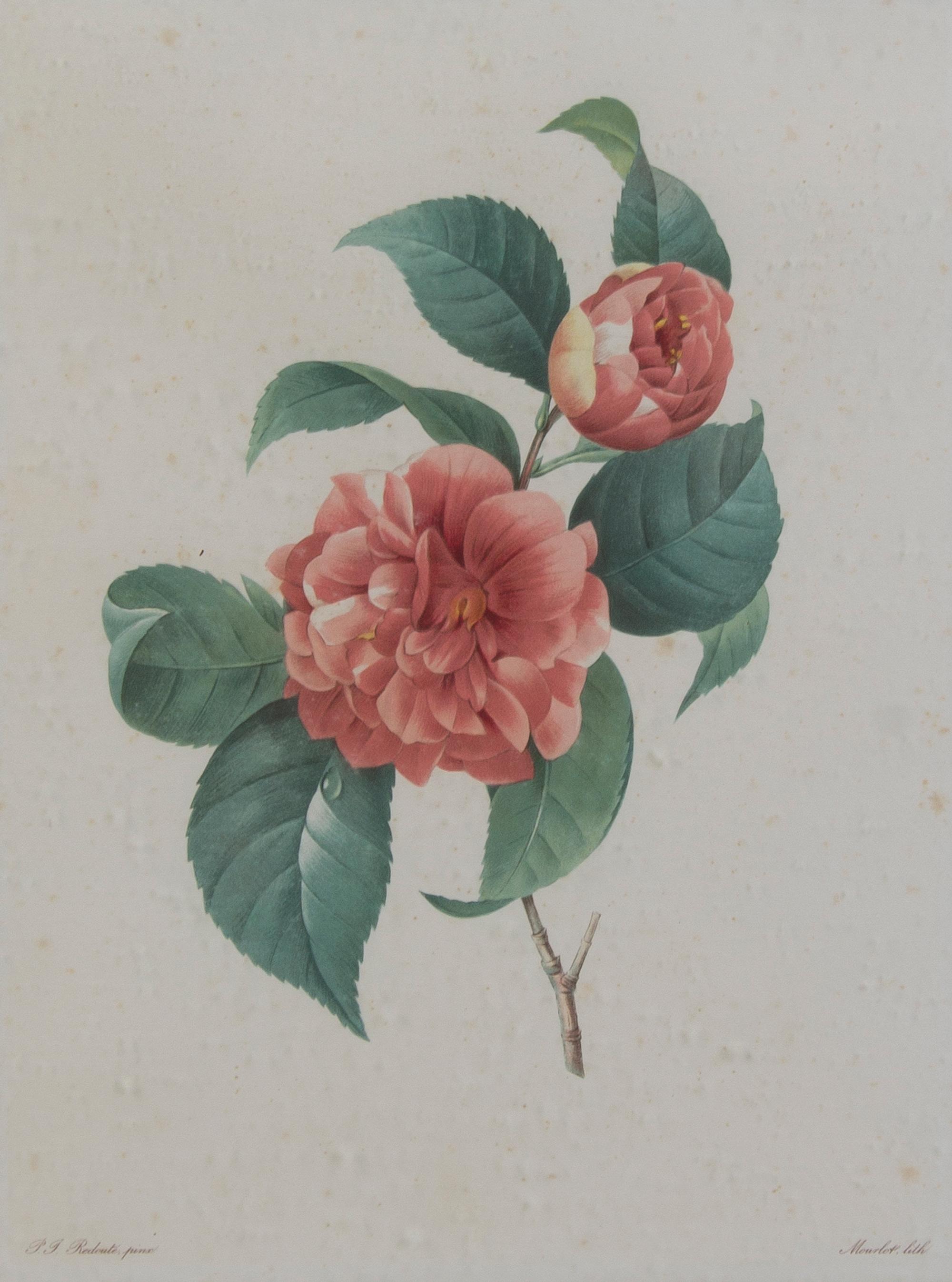 Four French Handcolored Botanical Engravings, Pierre Joseph Redoute (1759-1840), Height of first 13 3/4 x 10 1/4 inches (visible).