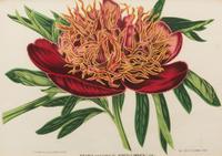 A Set of Five Botanical Lithographs