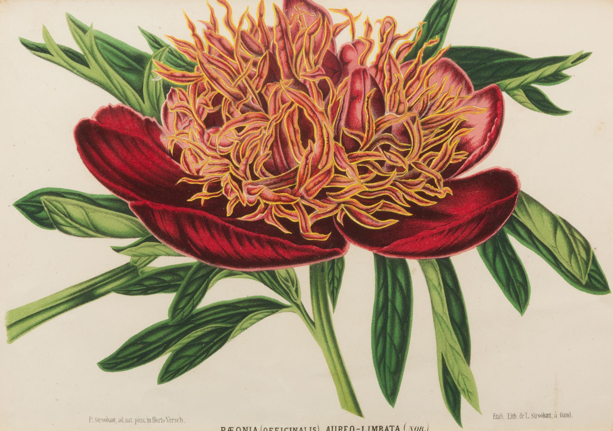 A Set of Five Botanical Lithographs