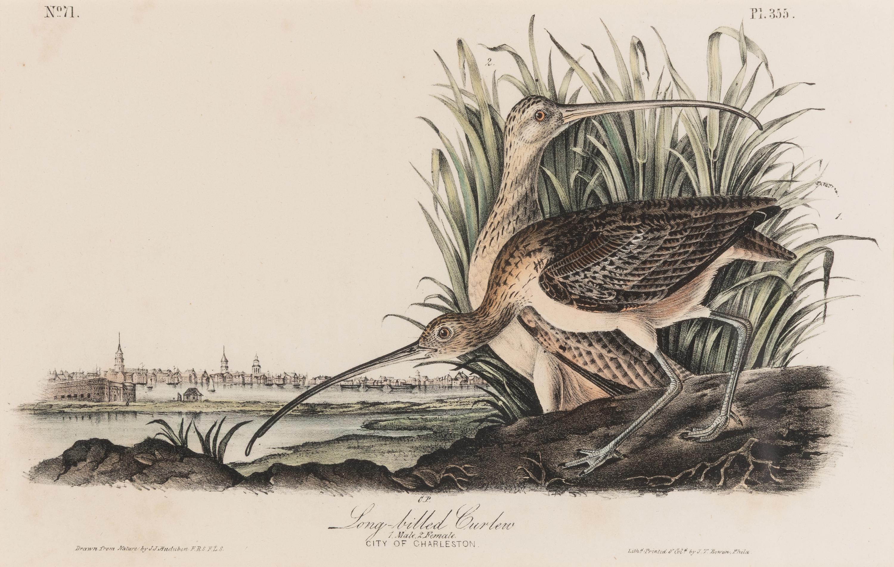 [Natural History] Audubon, John James. Group of 10 prints from the octavo "Birds of America"