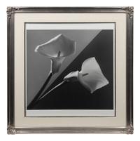 Calla Lilies