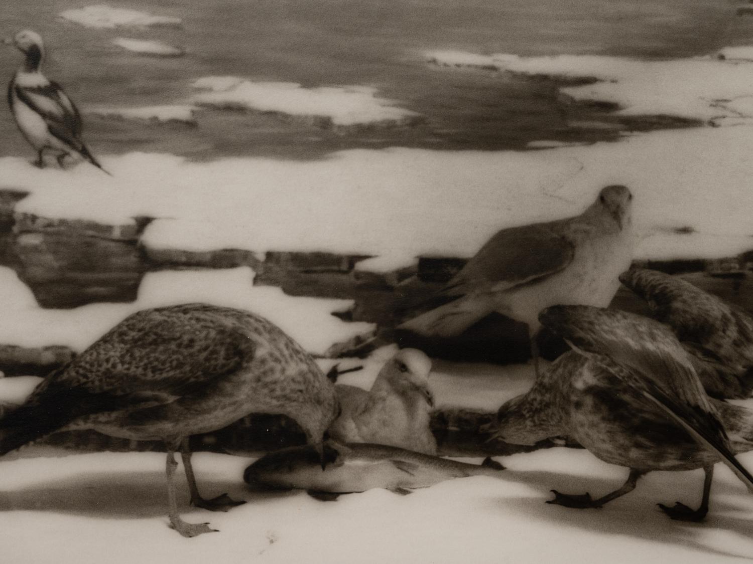 A group of six photographs from the Natural History series