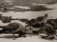 A group of six photographs from the Natural History series