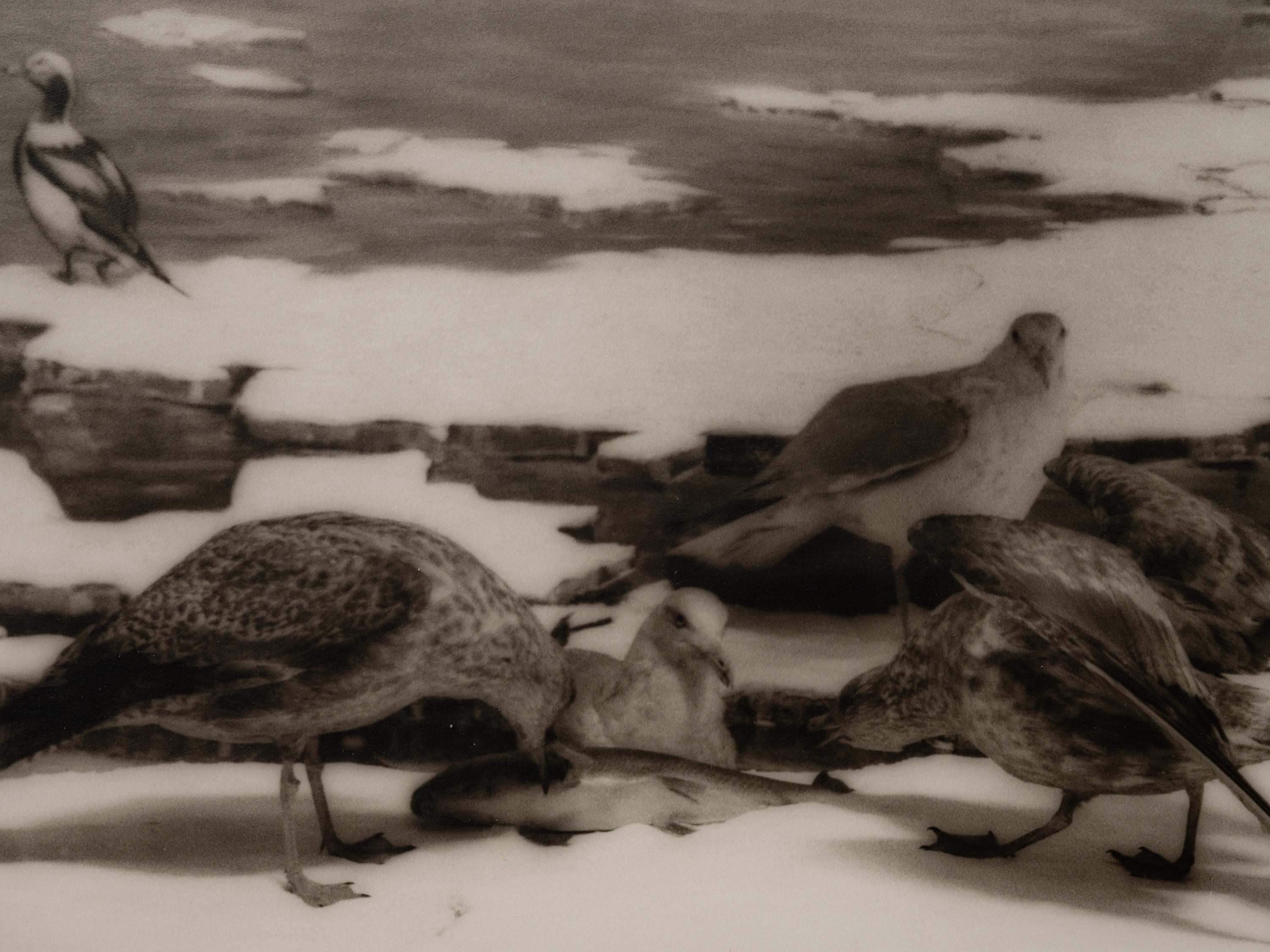 A group of six photographs from the Natural History series