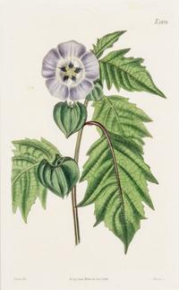 CURTIS, SAMUEL. A collection of eight hand-colored engravings from Botanical Magazine. (London, 1823-1826)