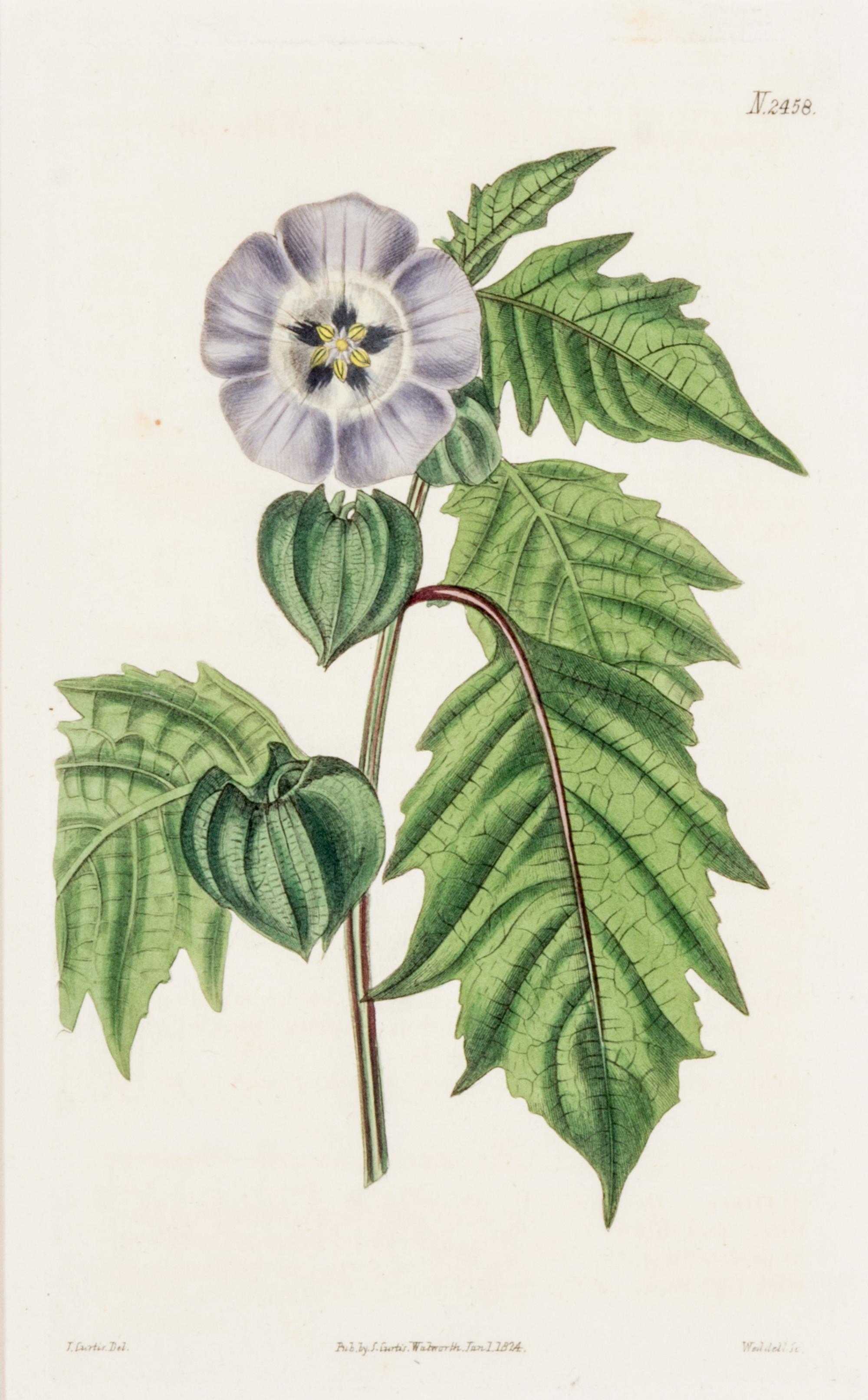 CURTIS, SAMUEL. A collection of eight hand-colored engravings from Botanical Magazine. (London, 1823-1826)