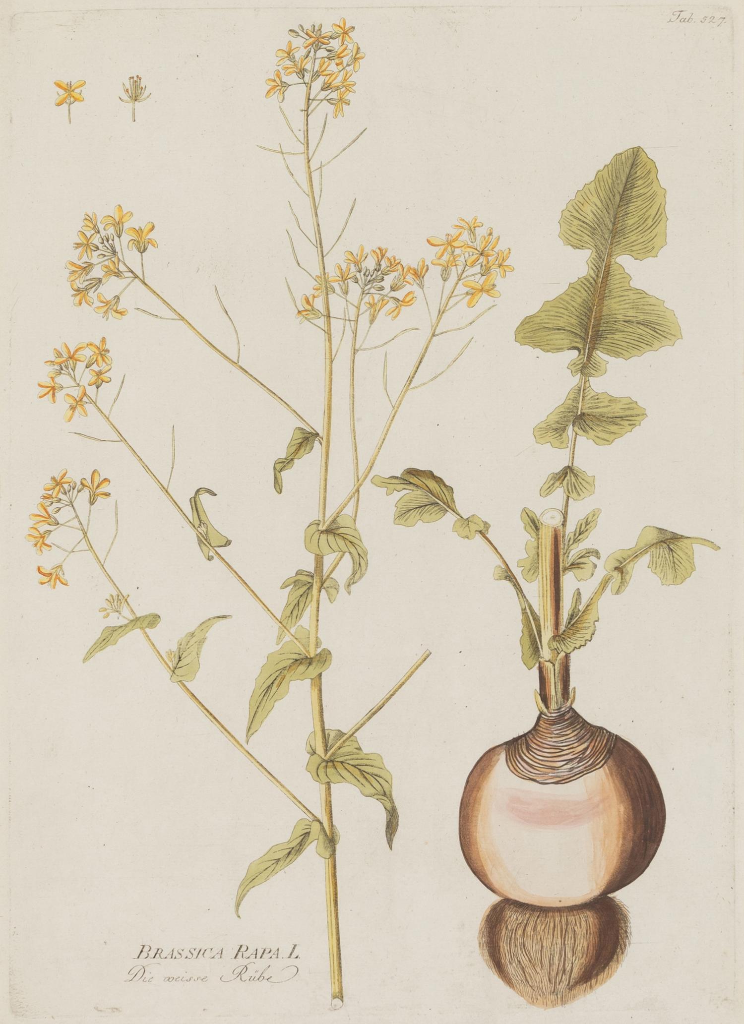 A Set of Four Botanical Prints in Gilt Frames