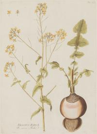 A Set of Four Botanical Prints in Gilt Frames