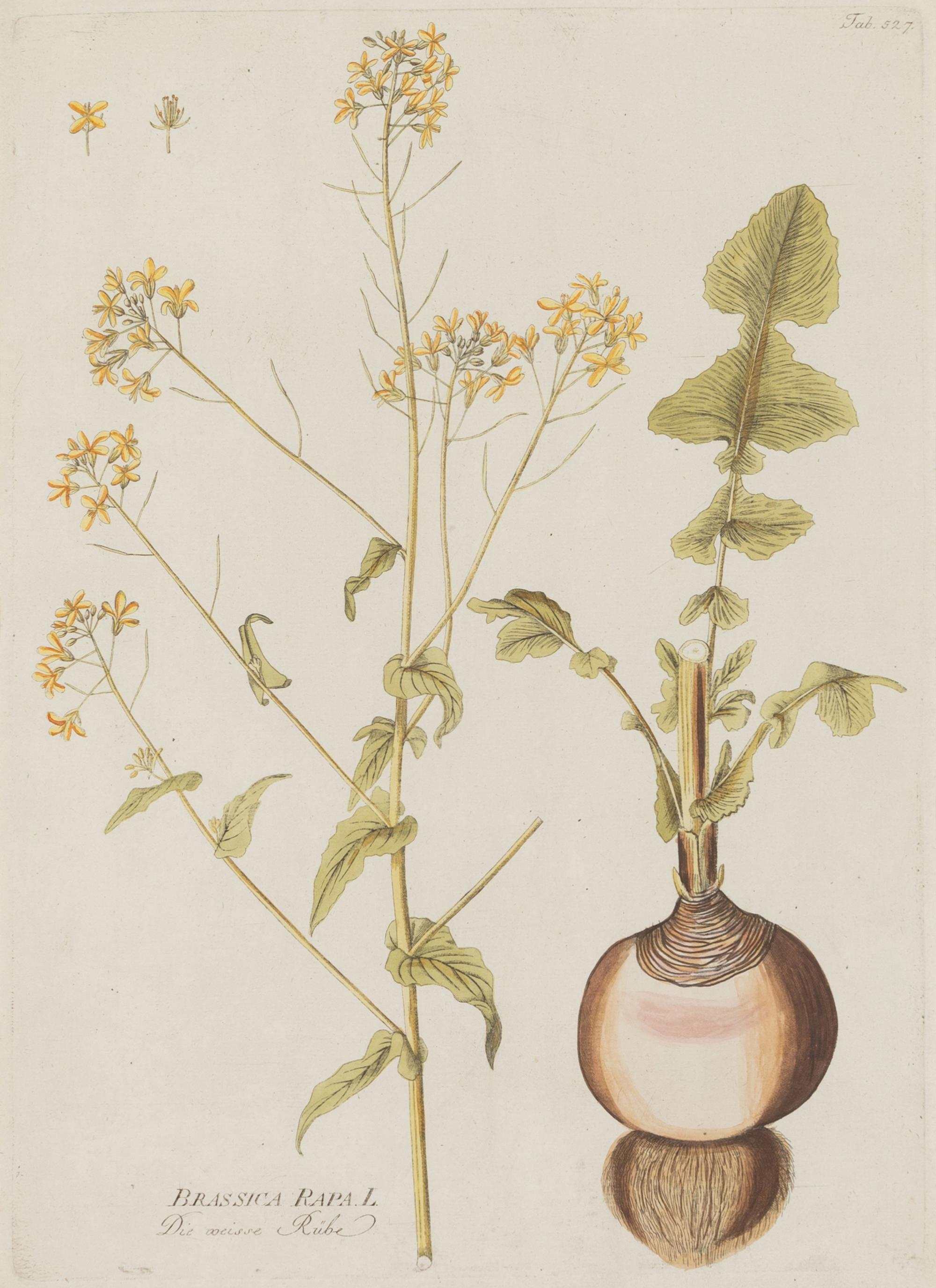 A Set of Four Botanical Prints in Gilt Frames