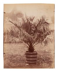 A group of four photographs ( Cactus [Nice], before 1900 ; Pommiers [et blés] , 1910 or earlier; Sapin ([Petit] Trianon , 1910 or earlier; Palmier , before 1900)