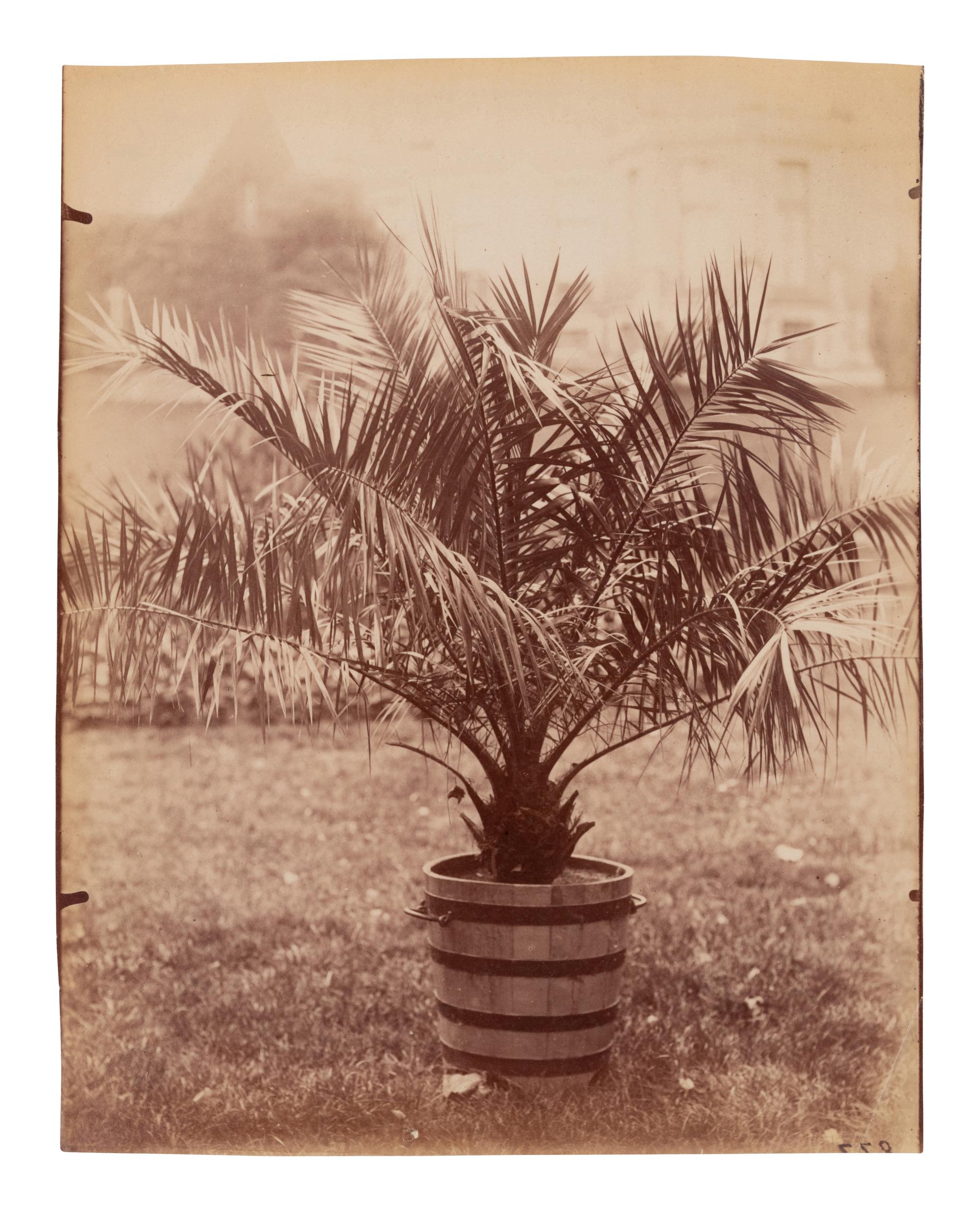 A group of four photographs ( Cactus [Nice], before 1900 ; Pommiers [et blés] , 1910 or earlier; Sapin ([Petit] Trianon , 1910 or earlier; Palmier , before 1900)