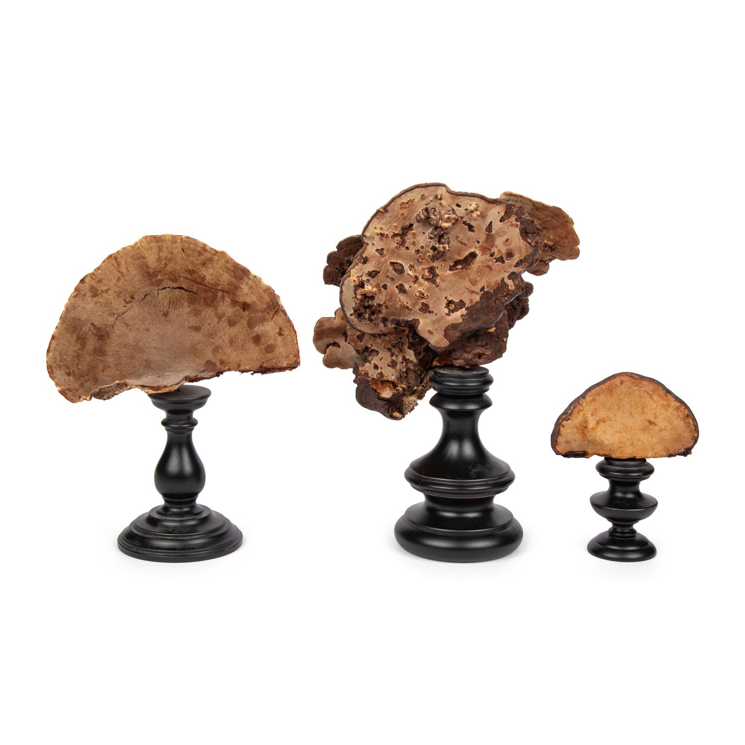 A Collection of Three Lingzhi Fungus Specimens