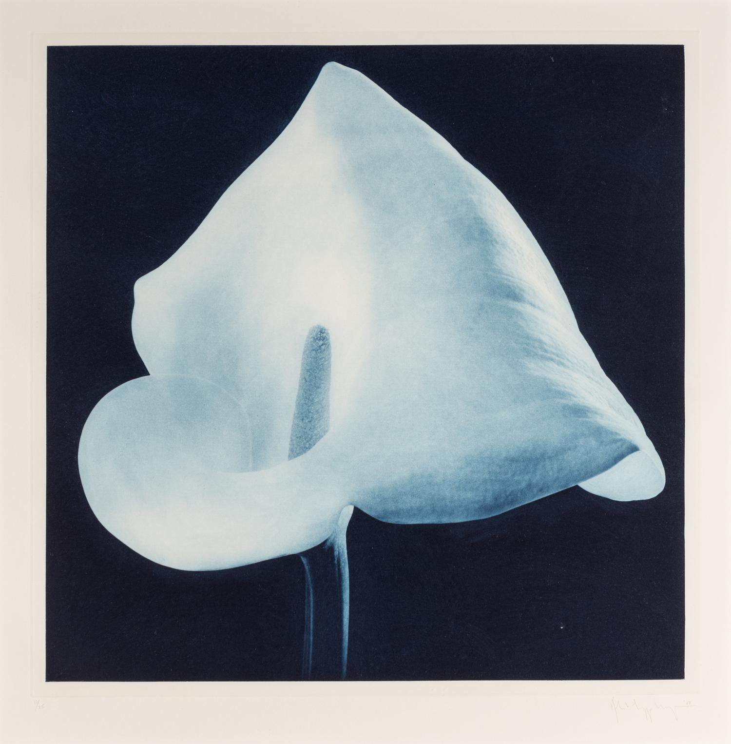 Robert Mapplethorpe (1946-1989) Blue Calla Lily (from "Flowers" Portfolio) , 1988