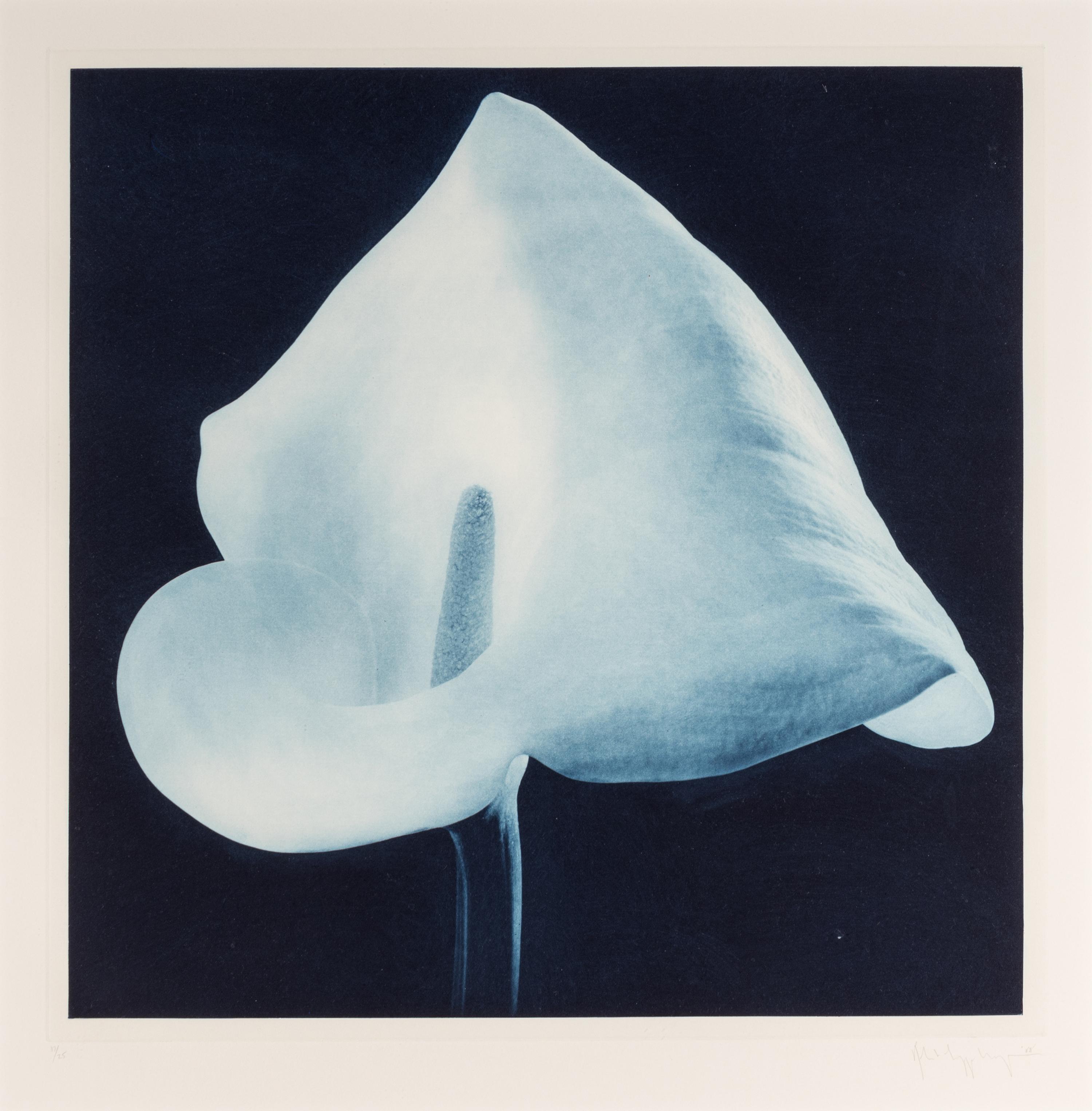 Robert Mapplethorpe (1946-1989) Blue Calla Lily (from "Flowers" Portfolio) , 1988