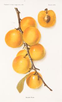 (BOTANY) U.S. DEPARTMENT OF AGRICULTURE. A group of 20 chromolitho. plates of fruit and nuts.