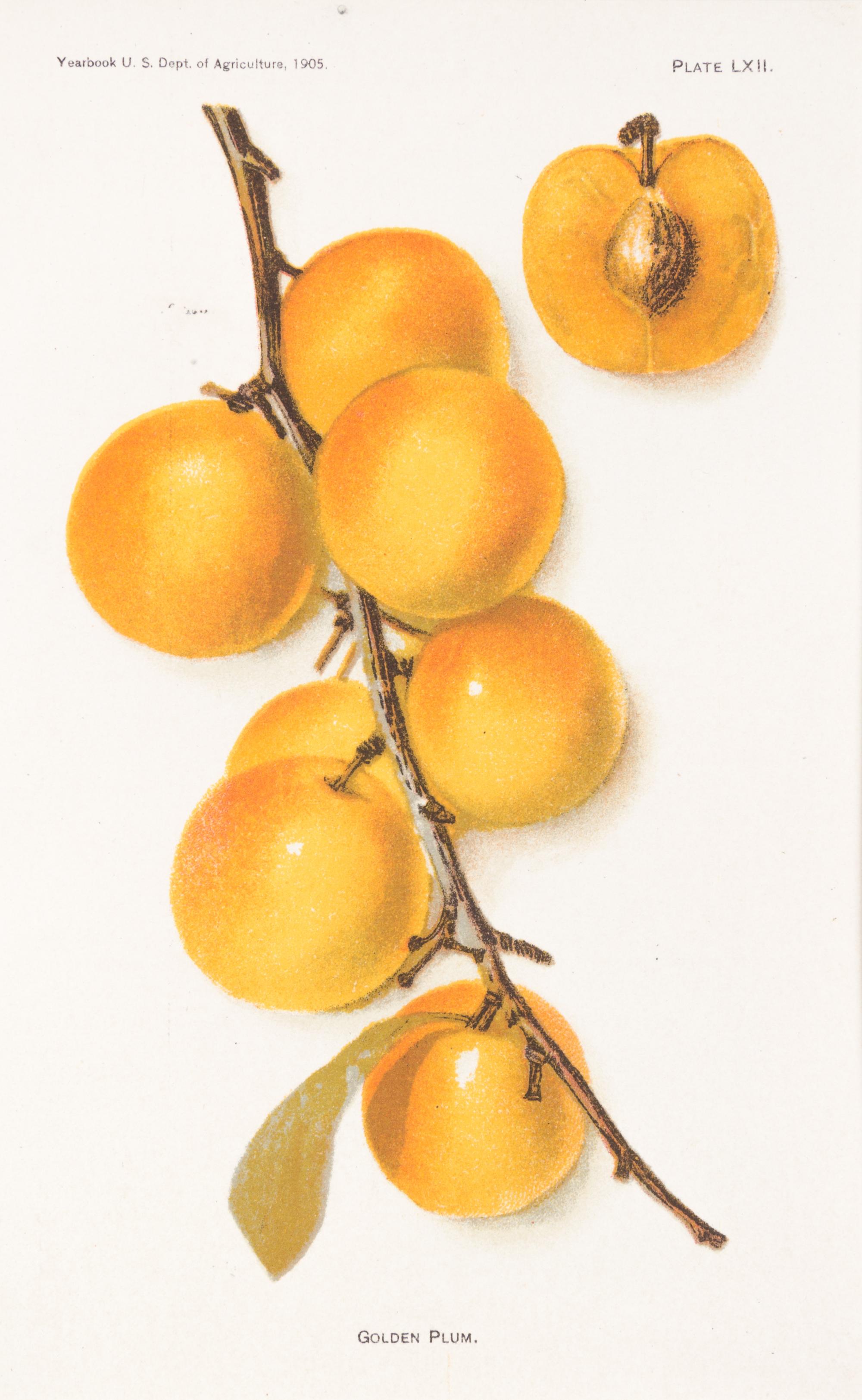 (BOTANY) U.S. DEPARTMENT OF AGRICULTURE. A group of 20 chromolitho. plates of fruit and nuts.