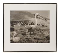 A group of six photographs from the Natural History series