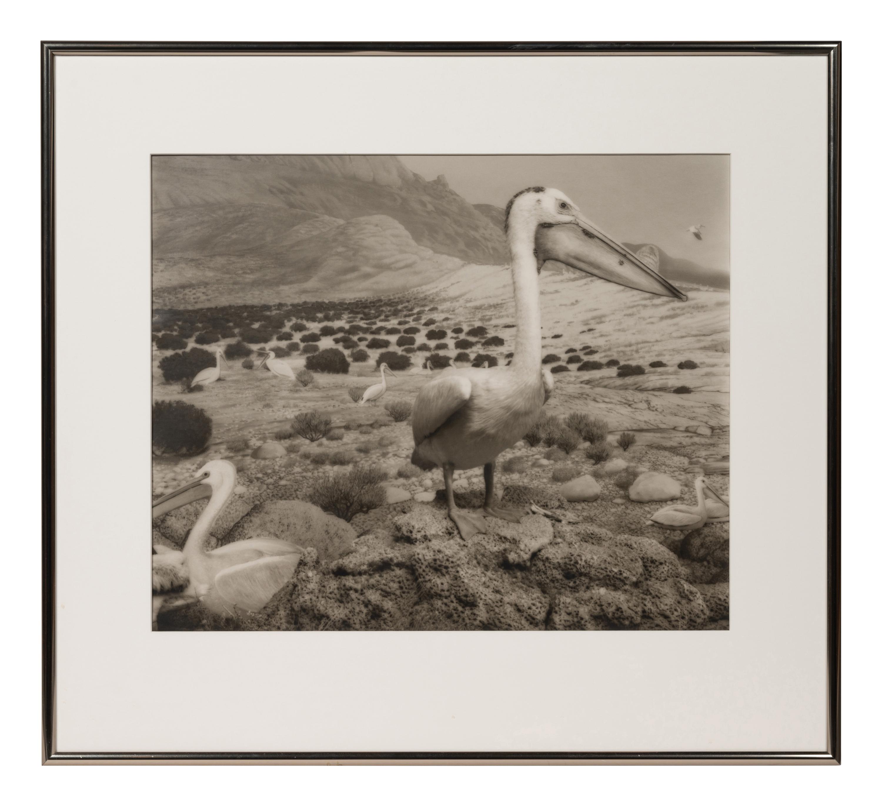 A group of six photographs from the Natural History series