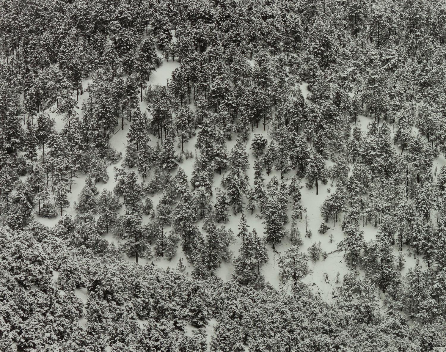 A group of four photographs ( Moqui Marbles, Arizona; Sumacs in Snow, North Conway, New Hampshire; Desert Trumpet in Snow, Utah; Untitled - Snow Covered Trees on Hillside )
