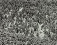 A group of four photographs ( Moqui Marbles, Arizona; Sumacs in Snow, North Conway, New Hampshire; Desert Trumpet in Snow, Utah; Untitled - Snow Covered Trees on Hillside )