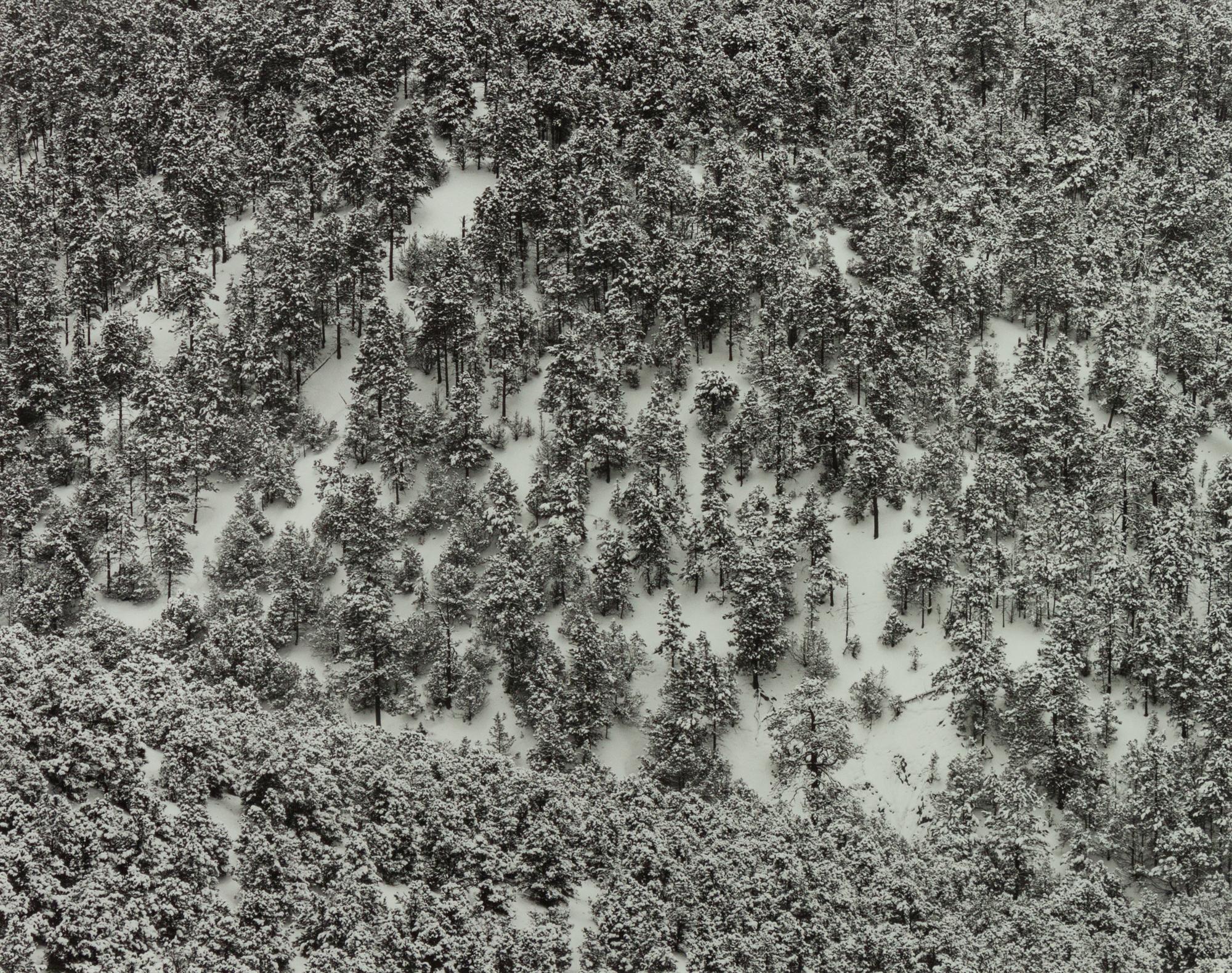 A group of four photographs ( Moqui Marbles, Arizona; Sumacs in Snow, North Conway, New Hampshire; Desert Trumpet in Snow, Utah; Untitled - Snow Covered Trees on Hillside )