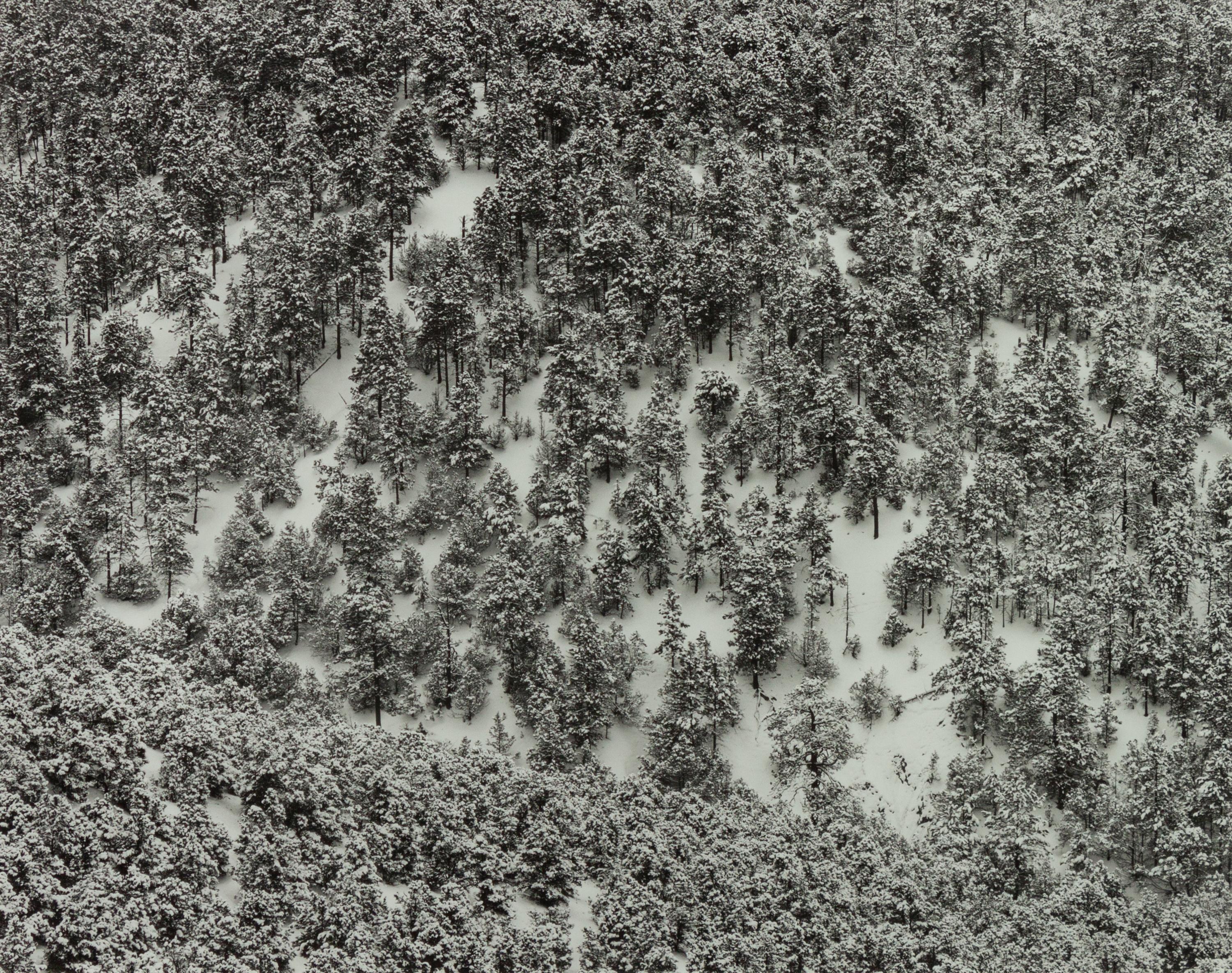 A group of four photographs ( Moqui Marbles, Arizona; Sumacs in Snow, North Conway, New Hampshire; Desert Trumpet in Snow, Utah; Untitled - Snow Covered Trees on Hillside )