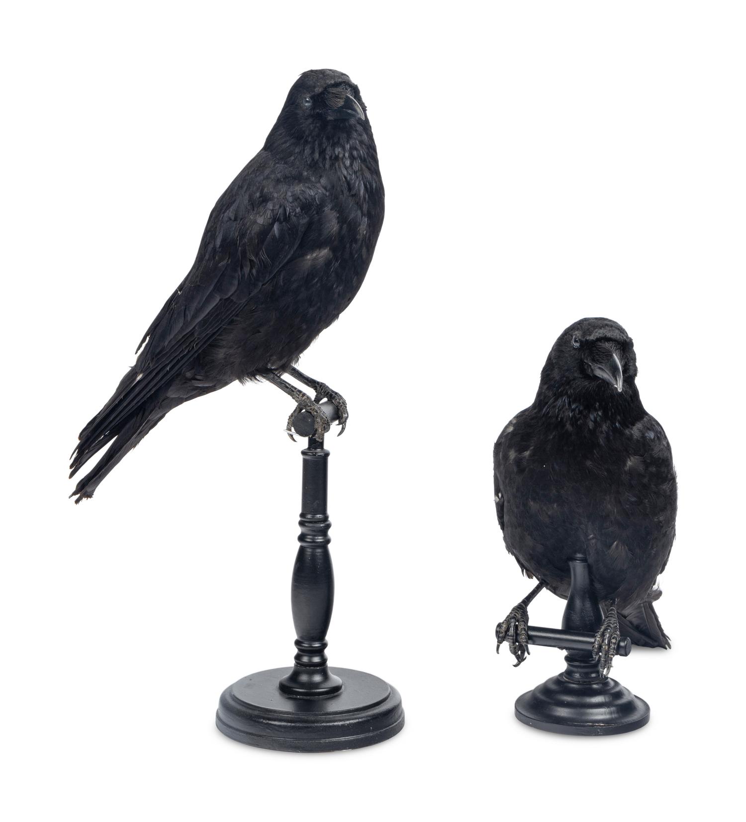 A Pair of Taxidermy Ravens
