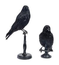 A Pair of Taxidermy Ravens