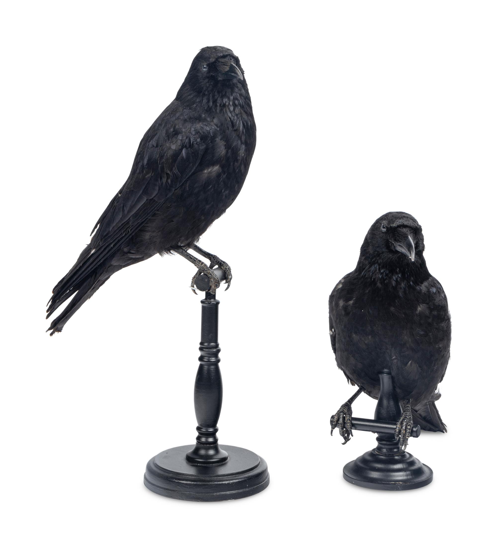 A Pair of Taxidermy Ravens