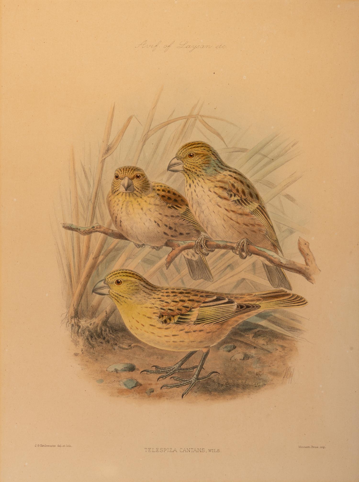 J.G. Keulemans (Dutch, 1842-1912)