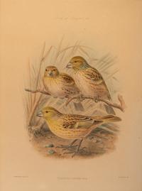 J.G. Keulemans (Dutch, 1842-1912)