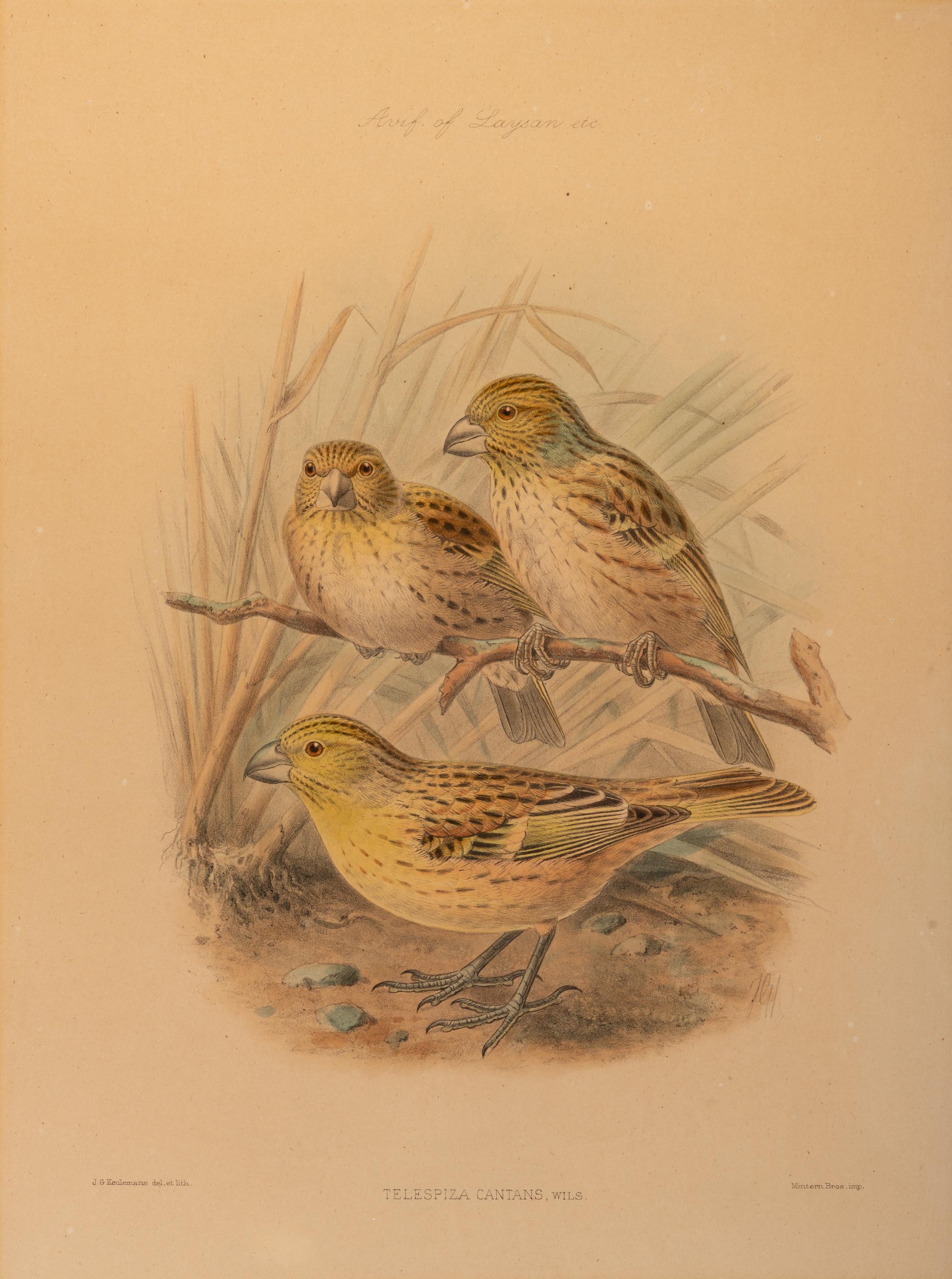 J.G. Keulemans (Dutch, 1842-1912)