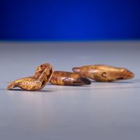Iñupiat Fossilized Walrus Ivory Toggles