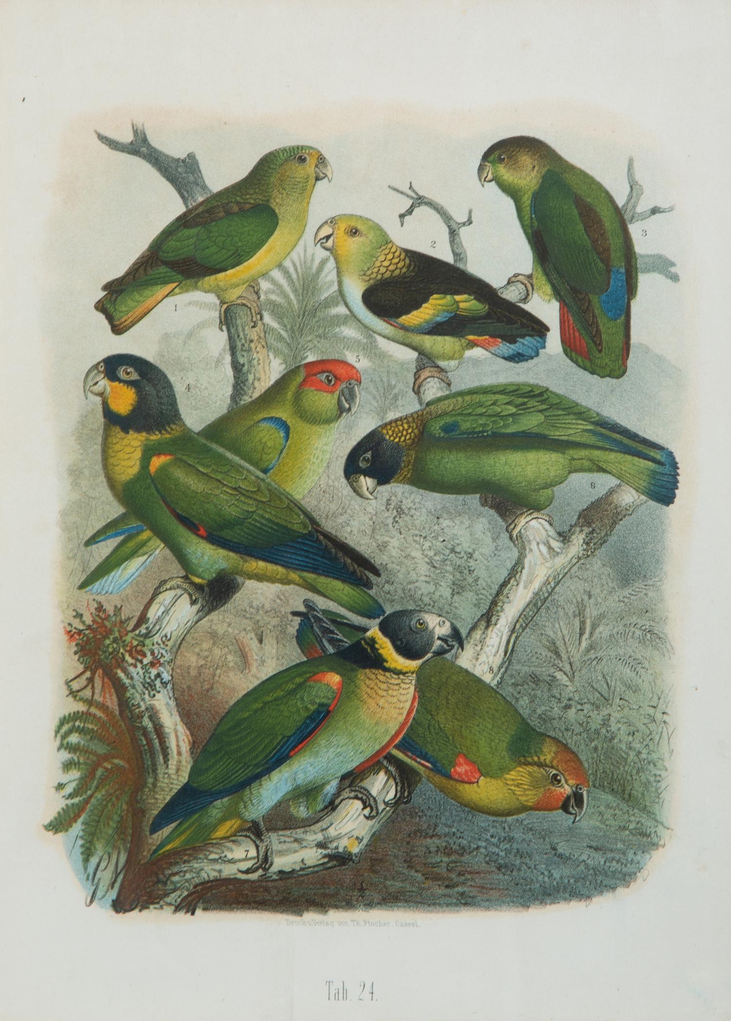 A Pair of Hand Colored Ornithological Engravings of Parrots — 19TH CENTURY