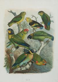 A Pair of Hand Colored Ornithological Engravings of Parrots — 19TH CENTURY