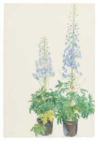 Delphinium, 1988
