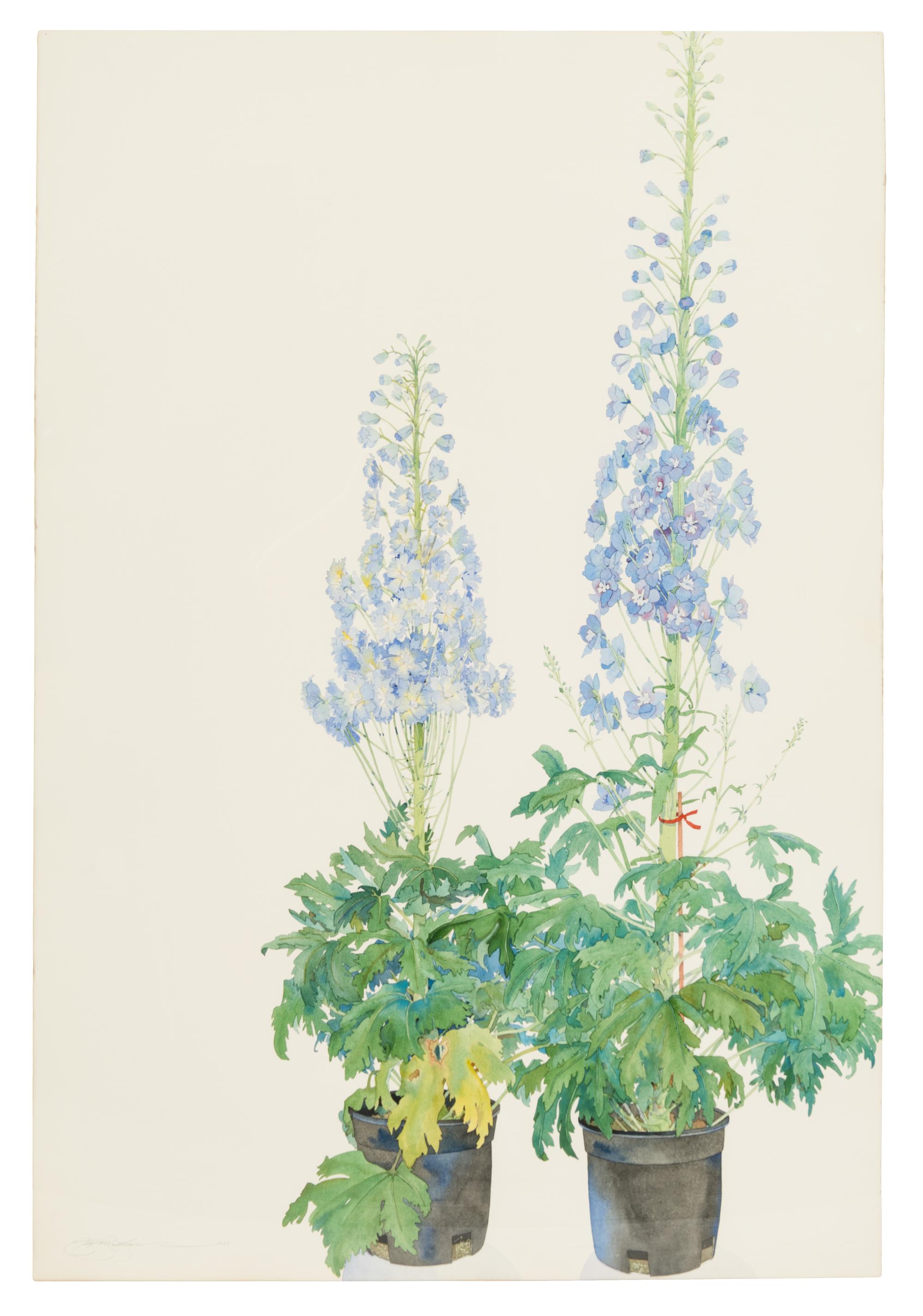 Delphinium, 1988