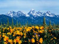 Summer's Peak , edition 112/2500