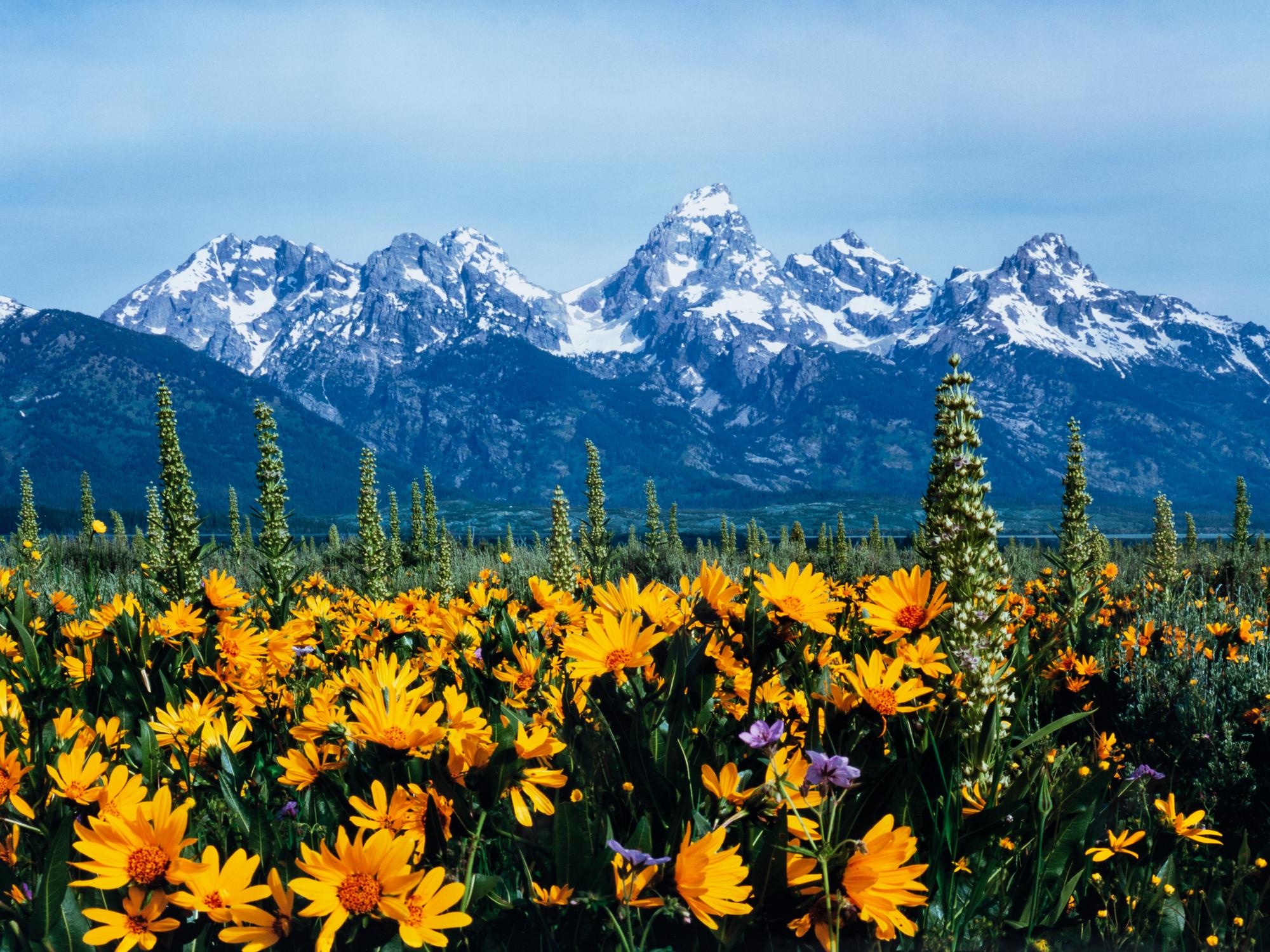 Summer's Peak , edition 112/2500