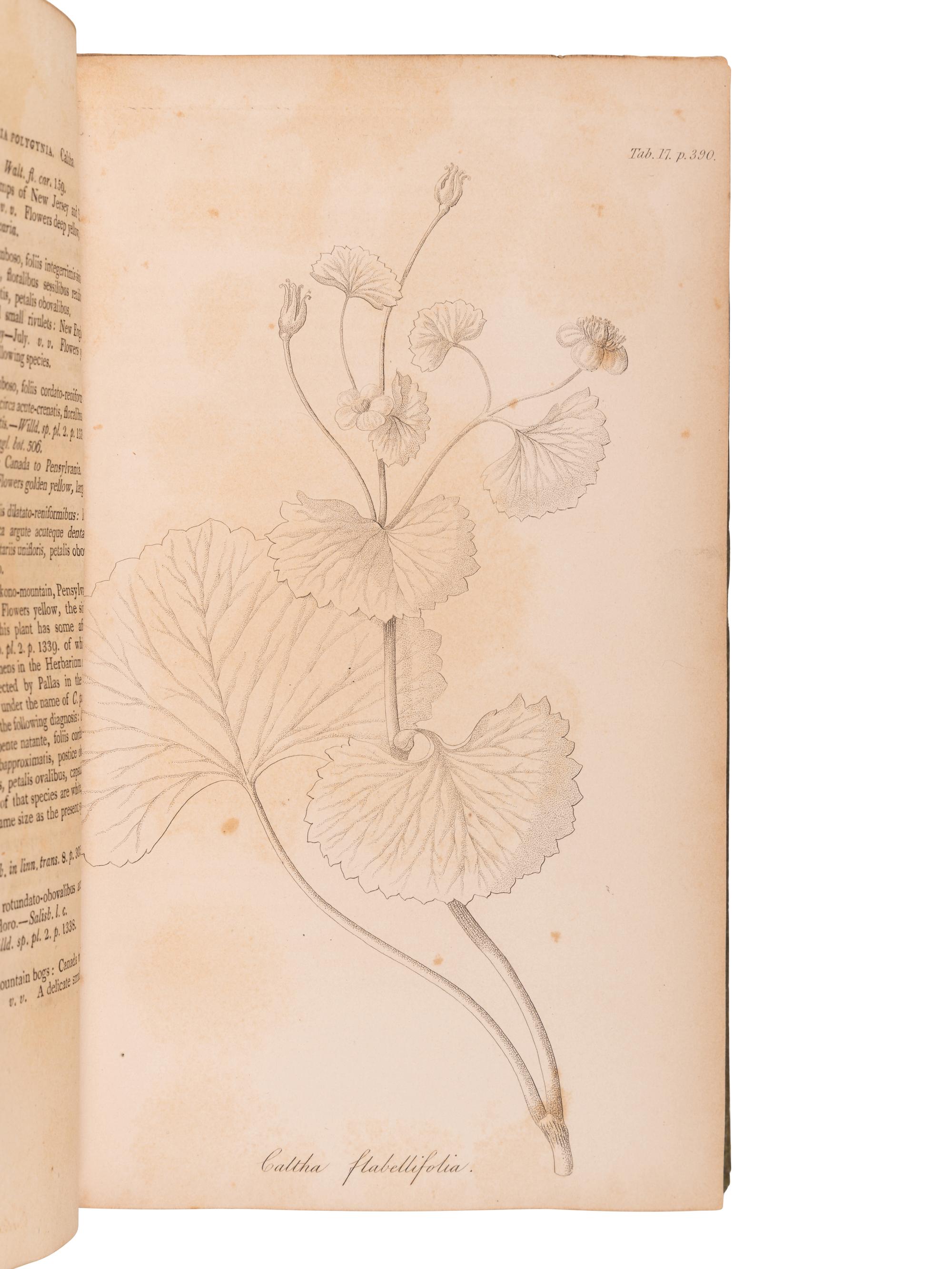 PURSH, Frederick Traugott (1774-1820). Flora Americae Septentrionalis . London: for James Black and Son, 1816.