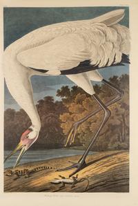 John James Audubon (American, 1785-1851) — Hooping Crane (Plate CCXXVI), Grus Americana