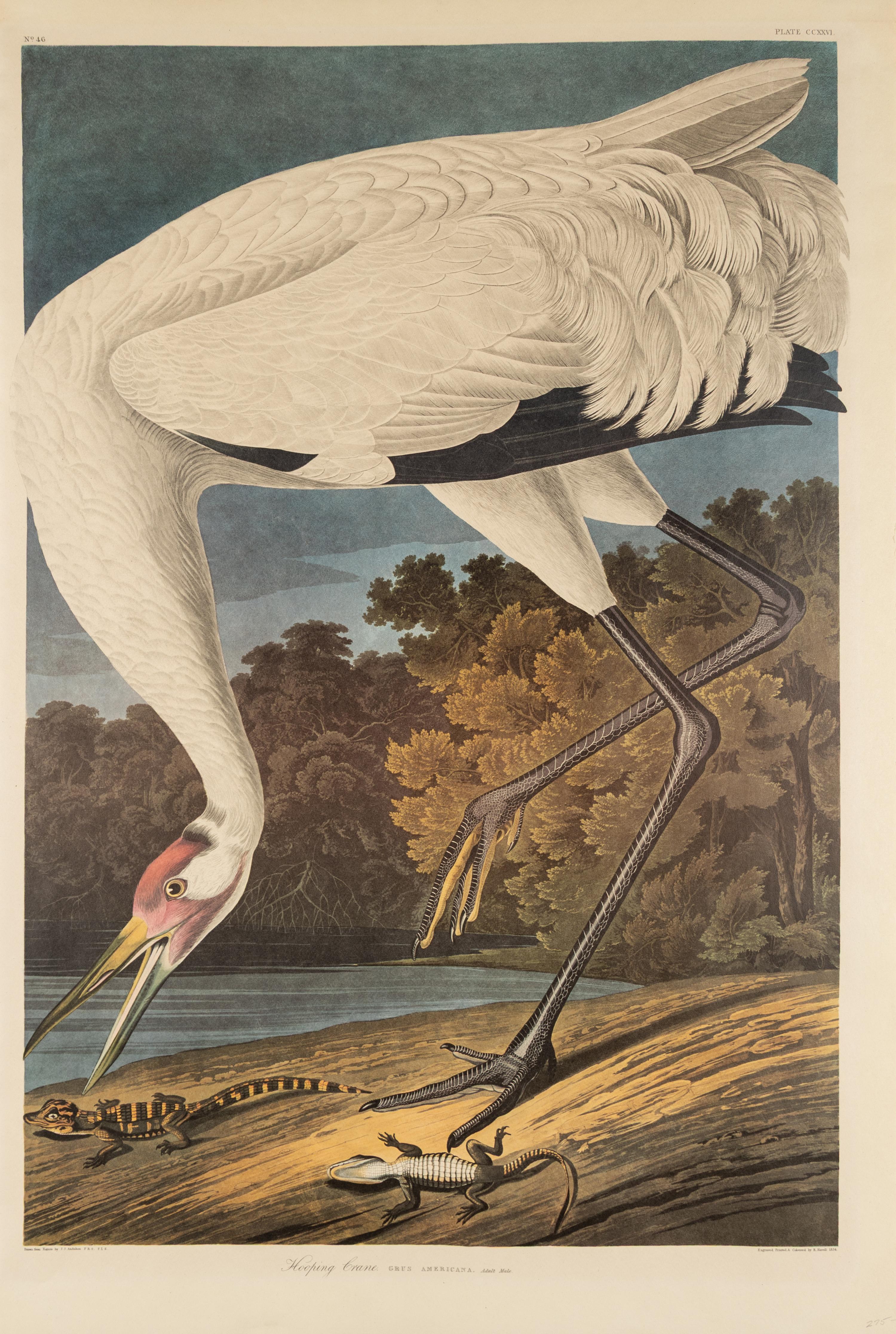 John James Audubon (American, 1785-1851) — Hooping Crane (Plate CCXXVI), Grus Americana