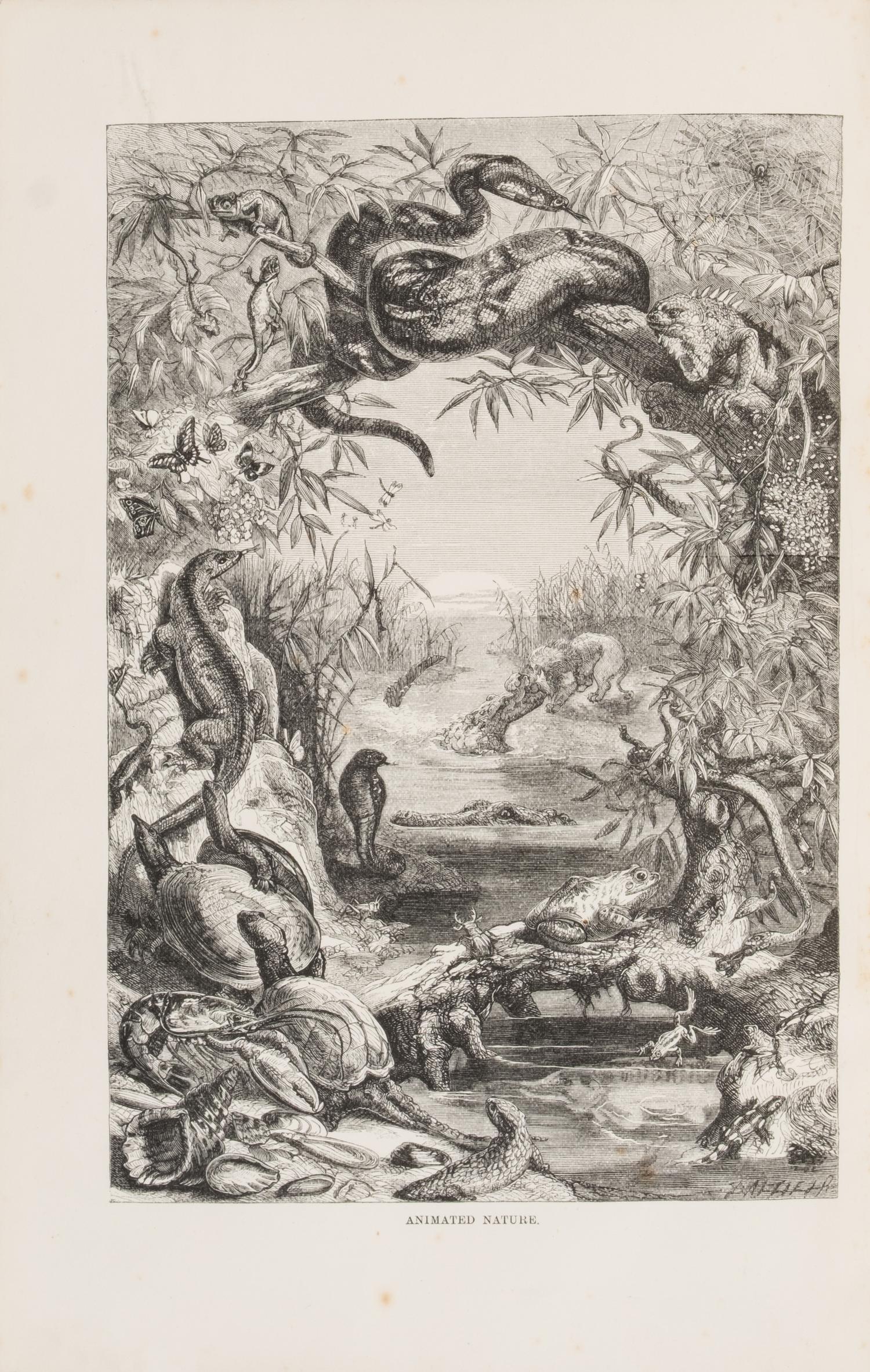 [Natural History] Wood, John George. The Illustrated Natural History