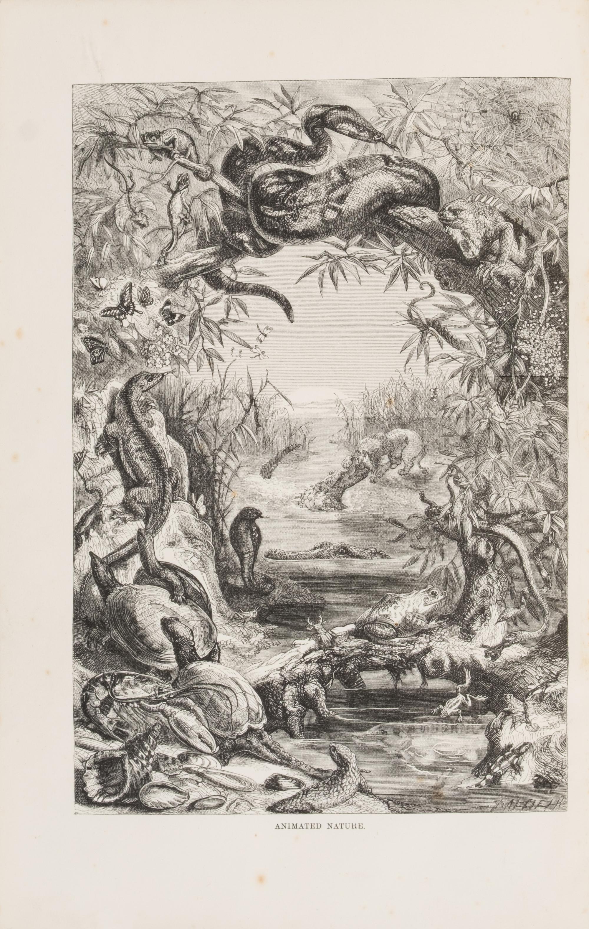 [Natural History] Wood, John George. The Illustrated Natural History