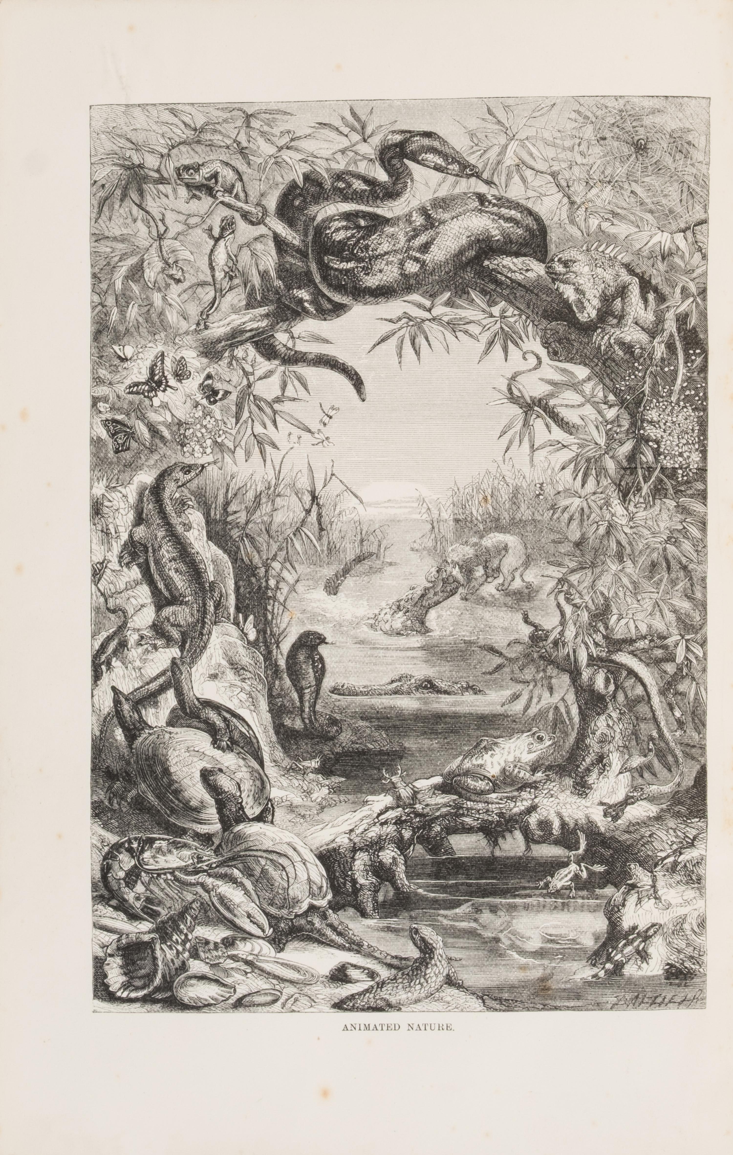 [Natural History] Wood, John George. The Illustrated Natural History