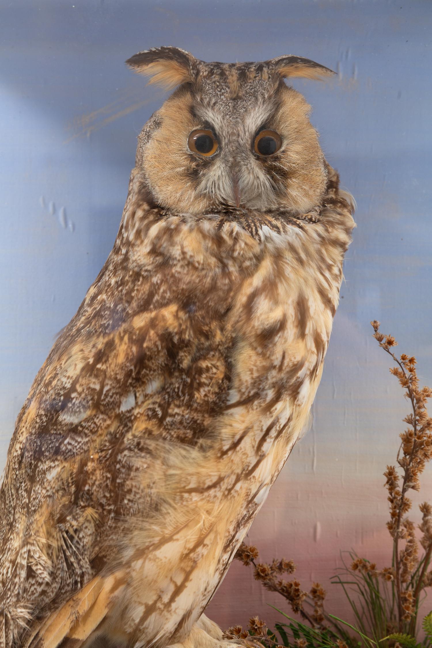 A Victorian Taxidermy Long-Eared Owl